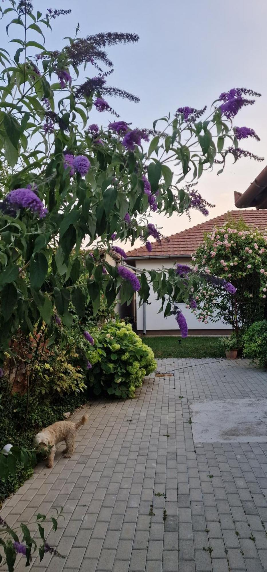Seventeen -Apartament La Casa Arad Zewnętrze zdjęcie